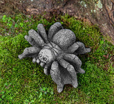 Photo of Campania Tarantula - Exclusively Campania